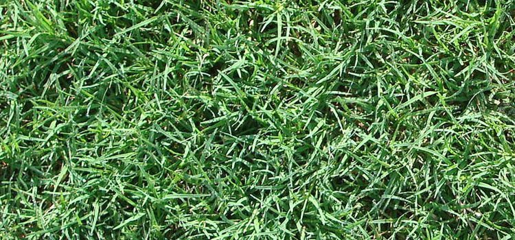 Tiftuf Bermuda Grass For Sale