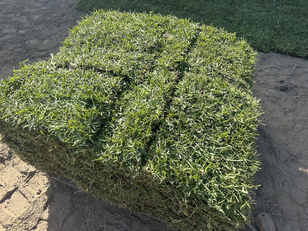 Palmetto St Augustine Grass